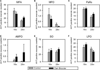 Effects of Dark Brooder Rearing and Age on Hypothalamic Vasotocin and Feather Corticosterone Levels in Laying Hens